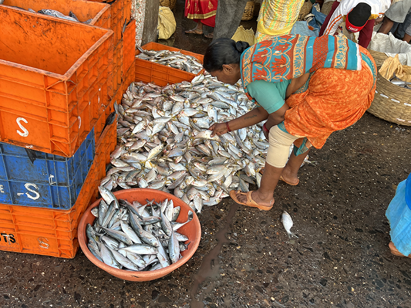 Sassoon Dock Fish Market Mackerel And A Mound Of My Annoying Opinions